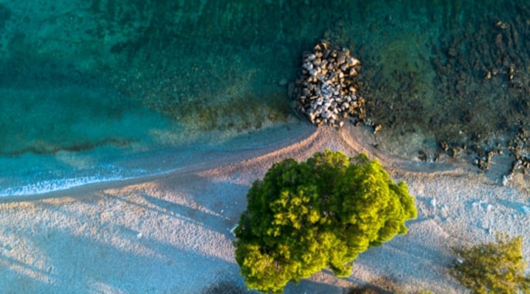 Aerial view of a pine tree on a pale beach beside clear turquoise water